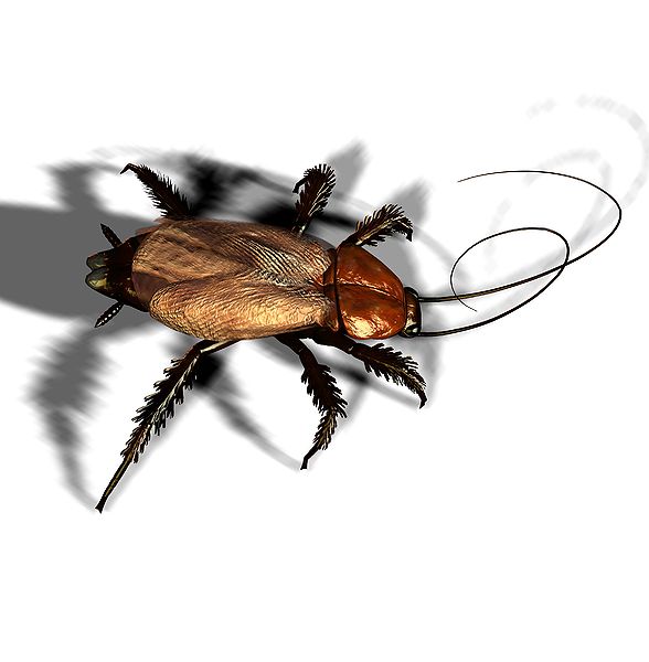 File:Roach.jpg